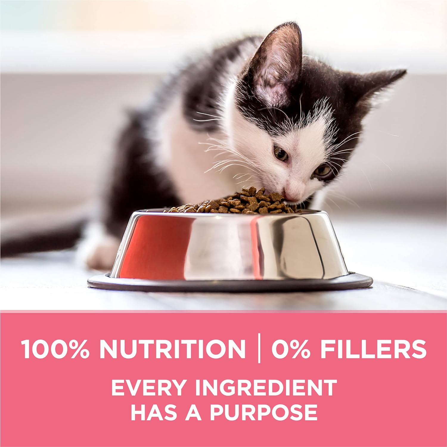 Purina ONE Healthy Kitten Dry Cat Food 3.5lb - 01780035088 Pie's Variety Store