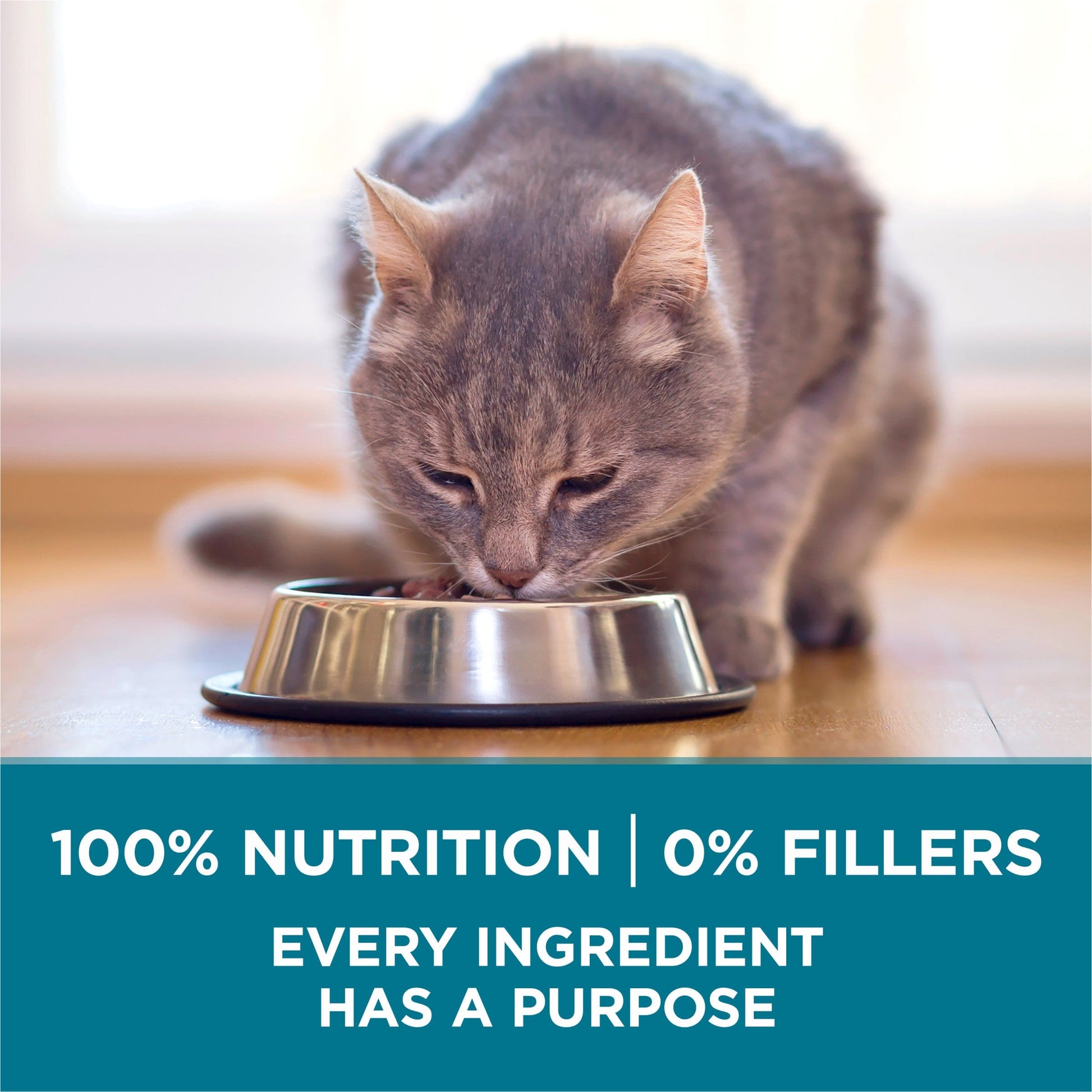 PURINA ONE HEALTHY KITTEN FORMULA 3.5LB - POHKF35 Pie's Variety Store